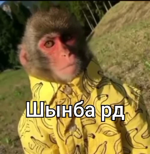 🌟 Стикер «Oasthh» для Telegram