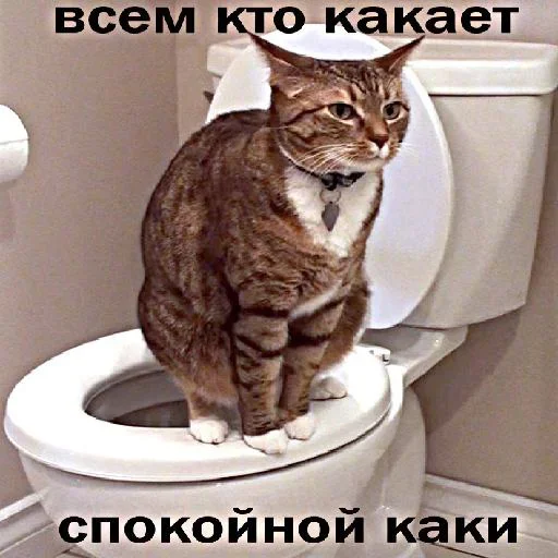 ❤️ Стикер «Мемные» для Telegram