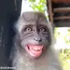 Стикер 15 обезьянки