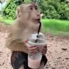 Стикер 14 обезьянки