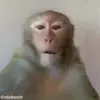 Стикер 48 обезьянки