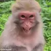 Стикер 30 обезьянки