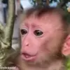 Стикер 43 обезьянки