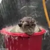 Стикер 18 обезьянки