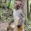 Стикер 59 обезьянки