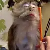 Стикер 19 обезьянки