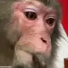 Стикер 4 обезьянки