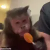Стикер 3 обезьянки
