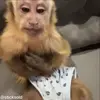 Стикер 56 обезьянки