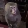 Стикер 53 обезьянки