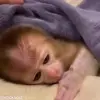 Стикер 40 обезьянки