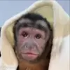 Стикер 29 обезьянки