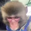 Стикер 20 обезьянки