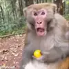 Стикер 7 обезьянки