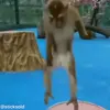 Стикер 6 обезьянки