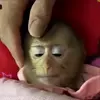 Стикер 60 обезьянки