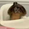 Стикер 5 обезьянки