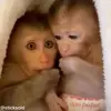 Стикер 41 обезьянки