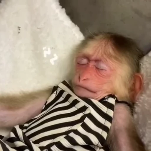 😴 Стикер «Обезьянки» для Telegram