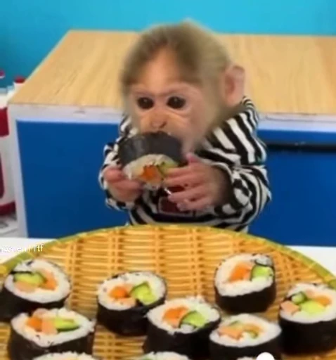 🍱 Стикер «Обезьянки» для Telegram