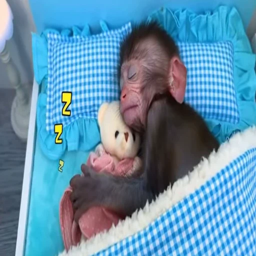 💤 Стикер «Обезьянки» для Telegram