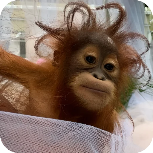 🙊 Стикер «Обезьянки» для Telegram