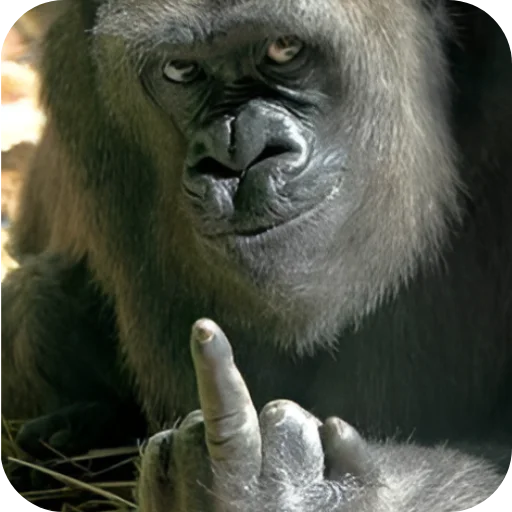 🖕 Стикер «Обезьянки» для Telegram