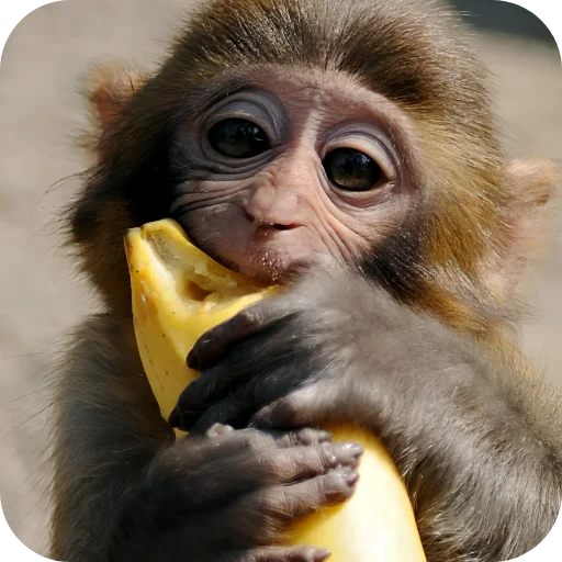 🙊 Стикер «Обезьянки» для Telegram