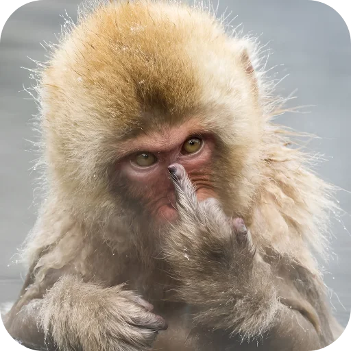 🖕 Стикер «Обезьянки» для Telegram