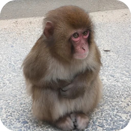 🙊 Стикер «Обезьянки» для Telegram