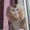 Стикер 22 обезьянки