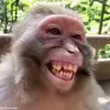 Стикер 38 обезьянки