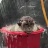 Стикер 18 обезьянки
