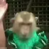 Стикер 2 обезьянки