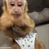 Стикер 56 обезьянки