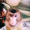 Стикер 50 обезьянки