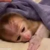 Стикер 40 обезьянки
