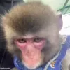 Стикер 20 обезьянки
