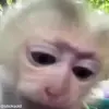 Стикер 11 обезьянки