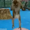 Стикер 6 обезьянки