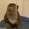 Стикер 13 обезьянки
