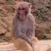 Стикер 12 обезьянки