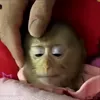 Стикер 60 обезьянки