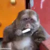 Стикер 44 обезьянки