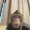 Стикер 24 обезьянки