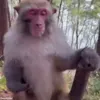 Стикер 9 обезьянки