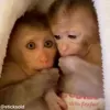 Стикер 41 обезьянки
