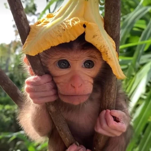 😈 Стикер «Обезьяны Кэндис 4» для Telegram