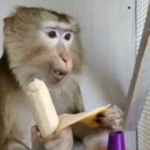 🐵 Стикер «Обезьяны Кэндис 4» для Telegram