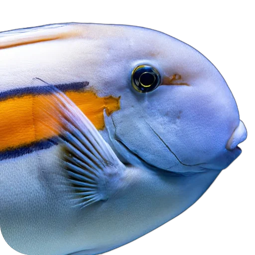 🐟 Стикер «Жители океана» для Telegram